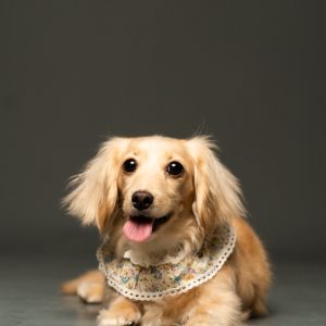 9bstudiohk 室內寵物攝影 - Image 3